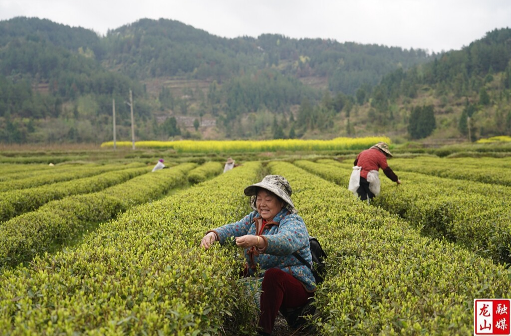 靛房镇春茶开采（图）