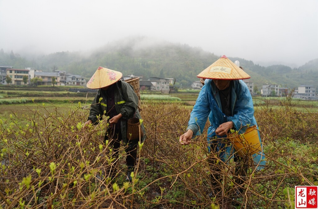 靛房镇万龙村：莓茶抢“鲜”上市 村集体增添新动能