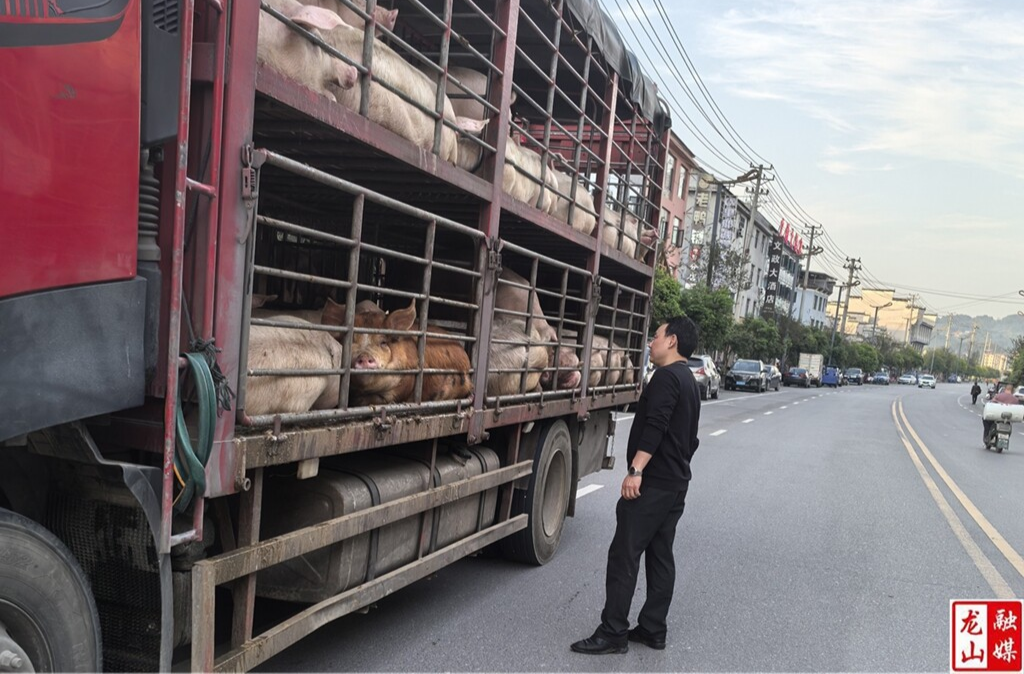 里耶镇：强化生猪产地检疫监管 守护群众“舌尖上的安全”