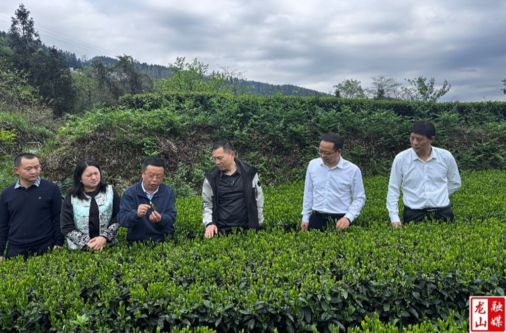 省、州茶叶专家到红岩溪镇“把脉”茶产业