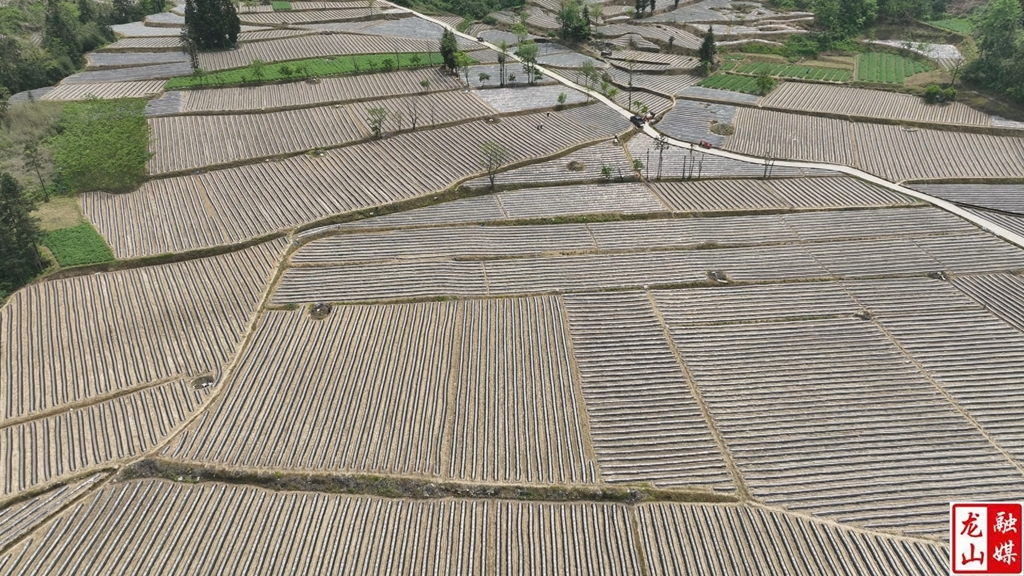 龙山：万亩烟苗移栽忙