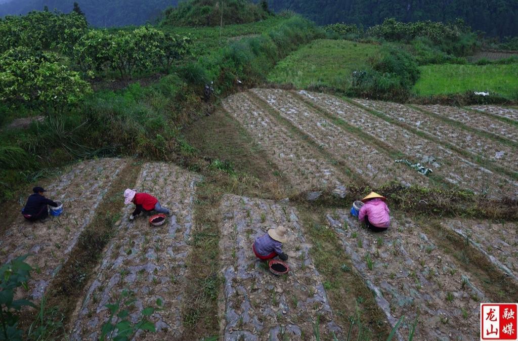 冒雨抢管中药材  产业管护不松劲（图）
