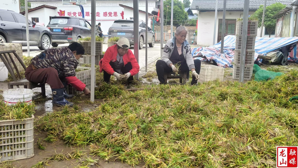 桥上村：麦冬分拣忙 产业助增收（图）
