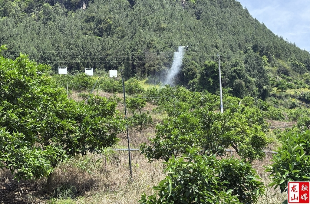 里耶镇：抢抓晴好“窗口期” 植保无人机飞防守护脐橙产业