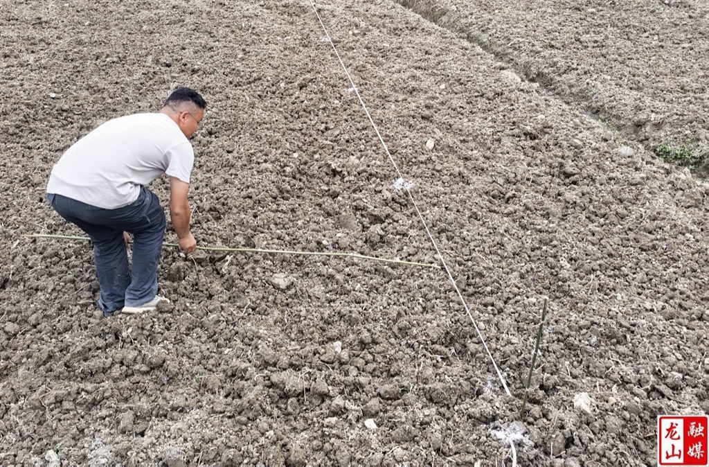 桂塘镇古道溪村：白丝瓜种植激活集体经济新引擎