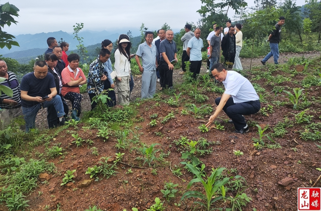“田间课堂”开讲：专家手把手教茶药果种植关键技术