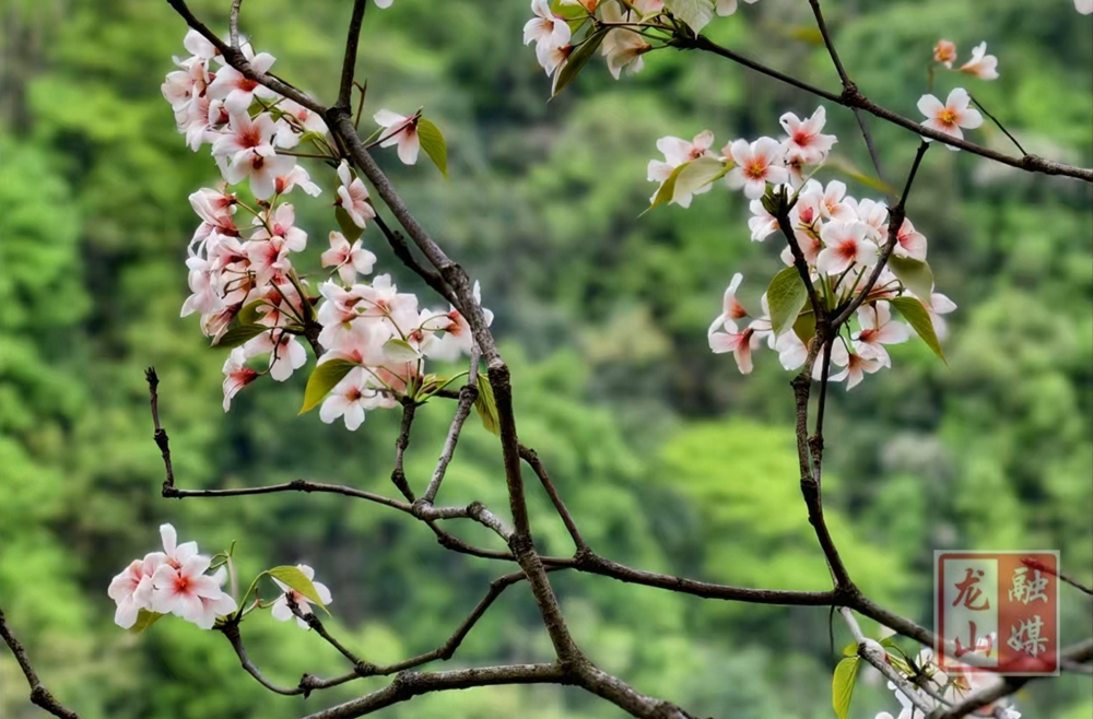故乡桐油香