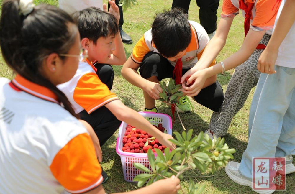 第一芙蓉学校：以劳育心 乐享采摘
