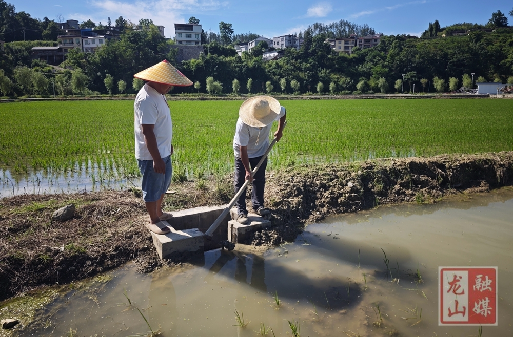 抢抓雨后黄金期 水稻飞防作业助秋粮丰收