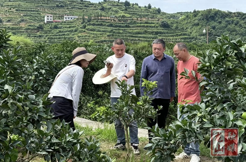 里耶镇开展柑橘木虱飞防验收 筑牢产业稳产防线