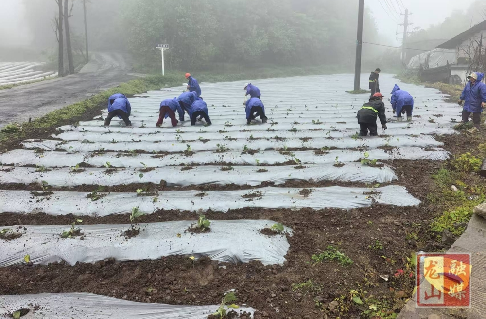 里耶镇真仙村：高山沃土种好菜 生态产业助增收（图）
