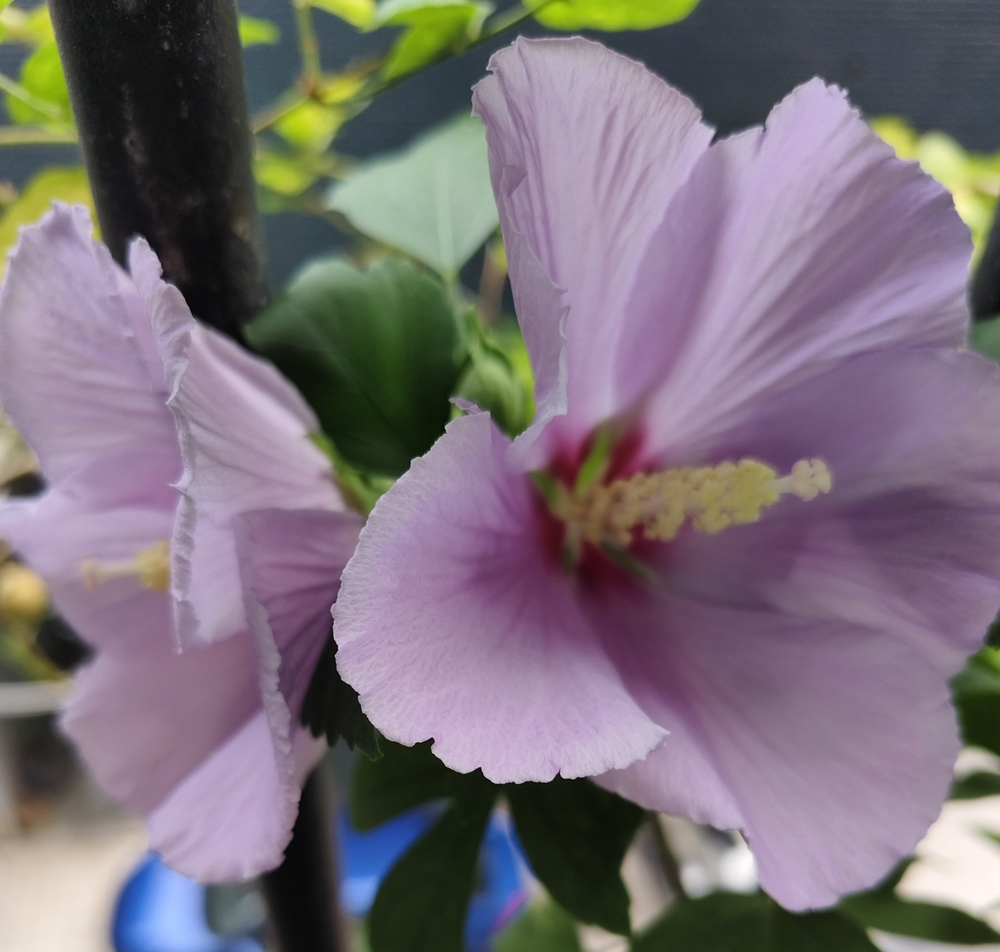 木槿花开