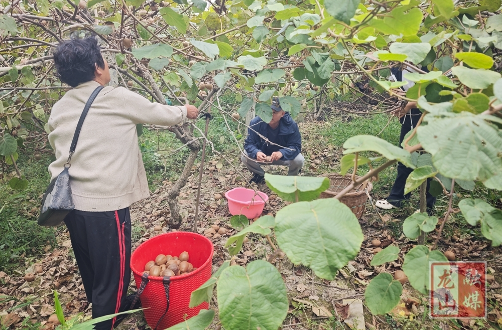 新品翠玉猕猴桃挂满枝 甜蜜采摘解锁秋日丰收