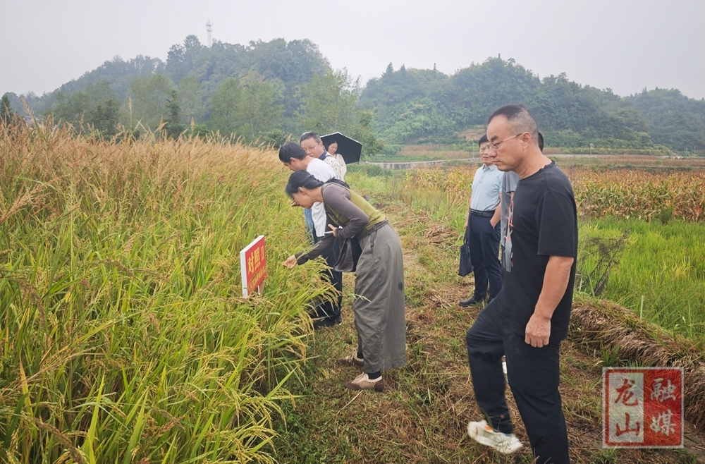 全州2026年植保贡献率评价试验现场观摩会在龙山县举行