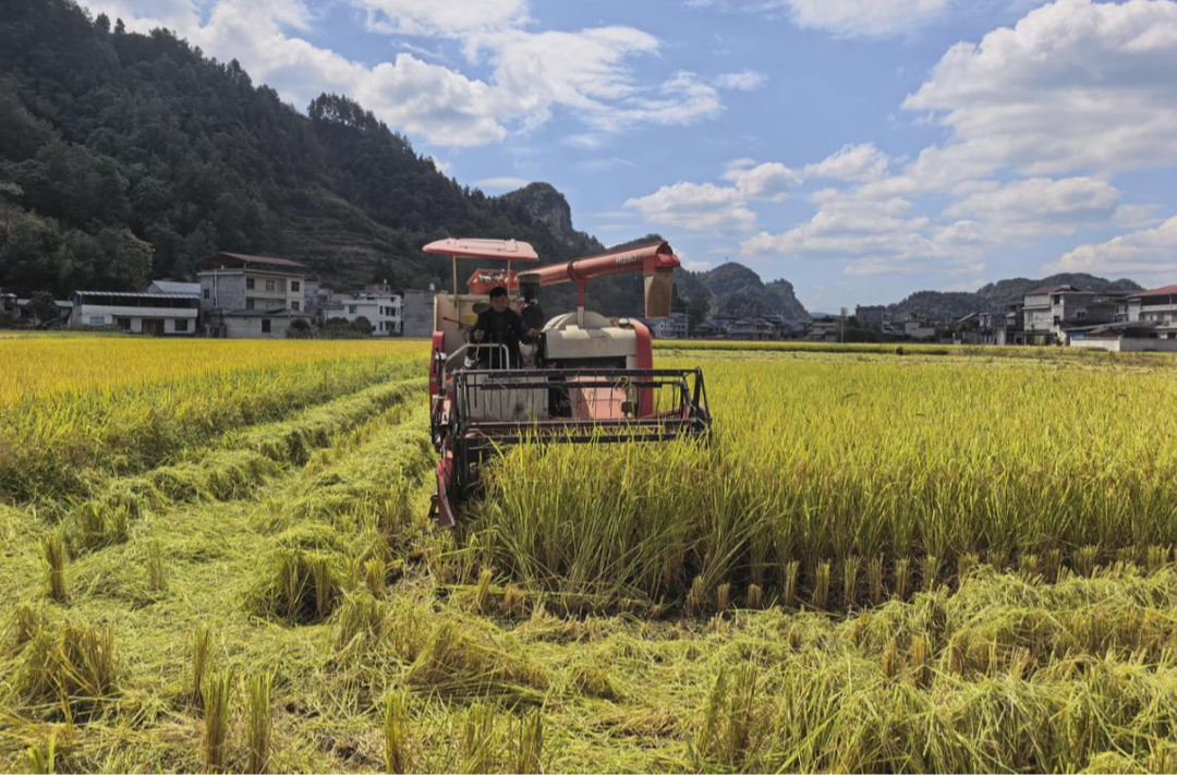 召市：把饭碗端得更牢——300余亩高标准农田喜获丰收