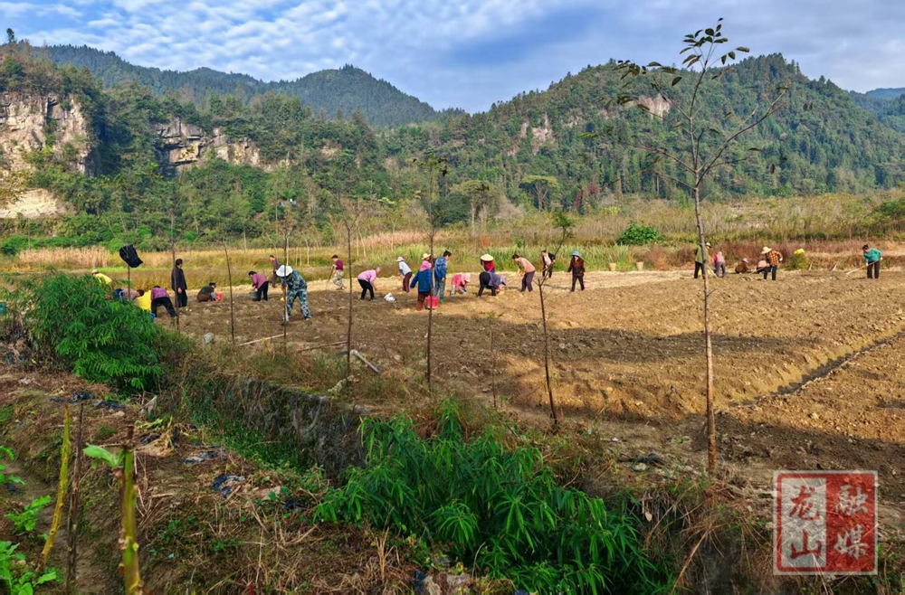 大安乡西堰村：特色种植唤醒“沉睡”土地 昔日撂荒地变身“增收田”助力乡村振兴