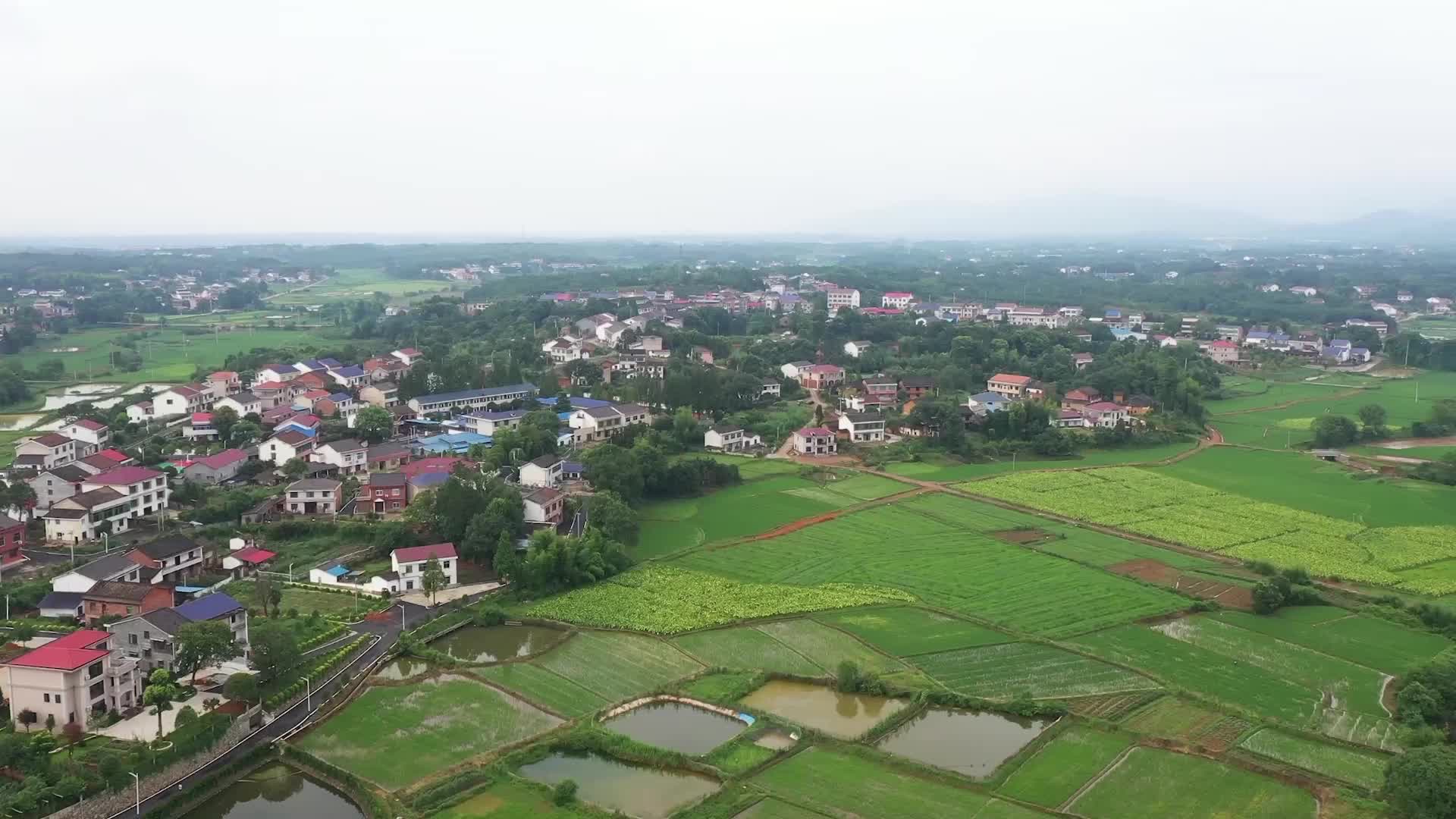 为有牺牲（6）黄金菱：战地花开