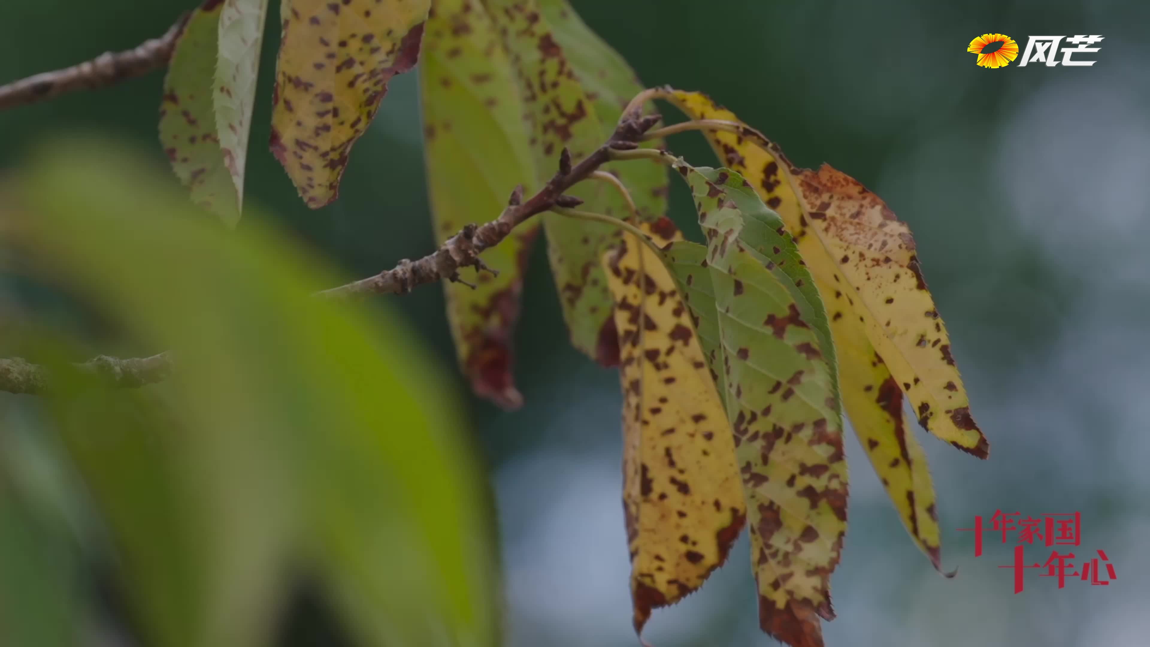 《十年家国十年心》第七集