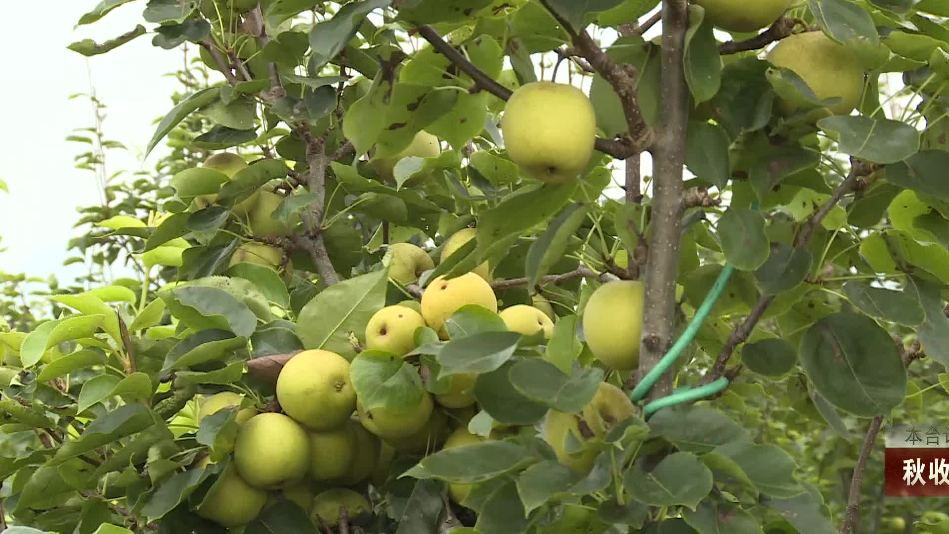 【龙山新闻】秋收时节：苹果梨成熟