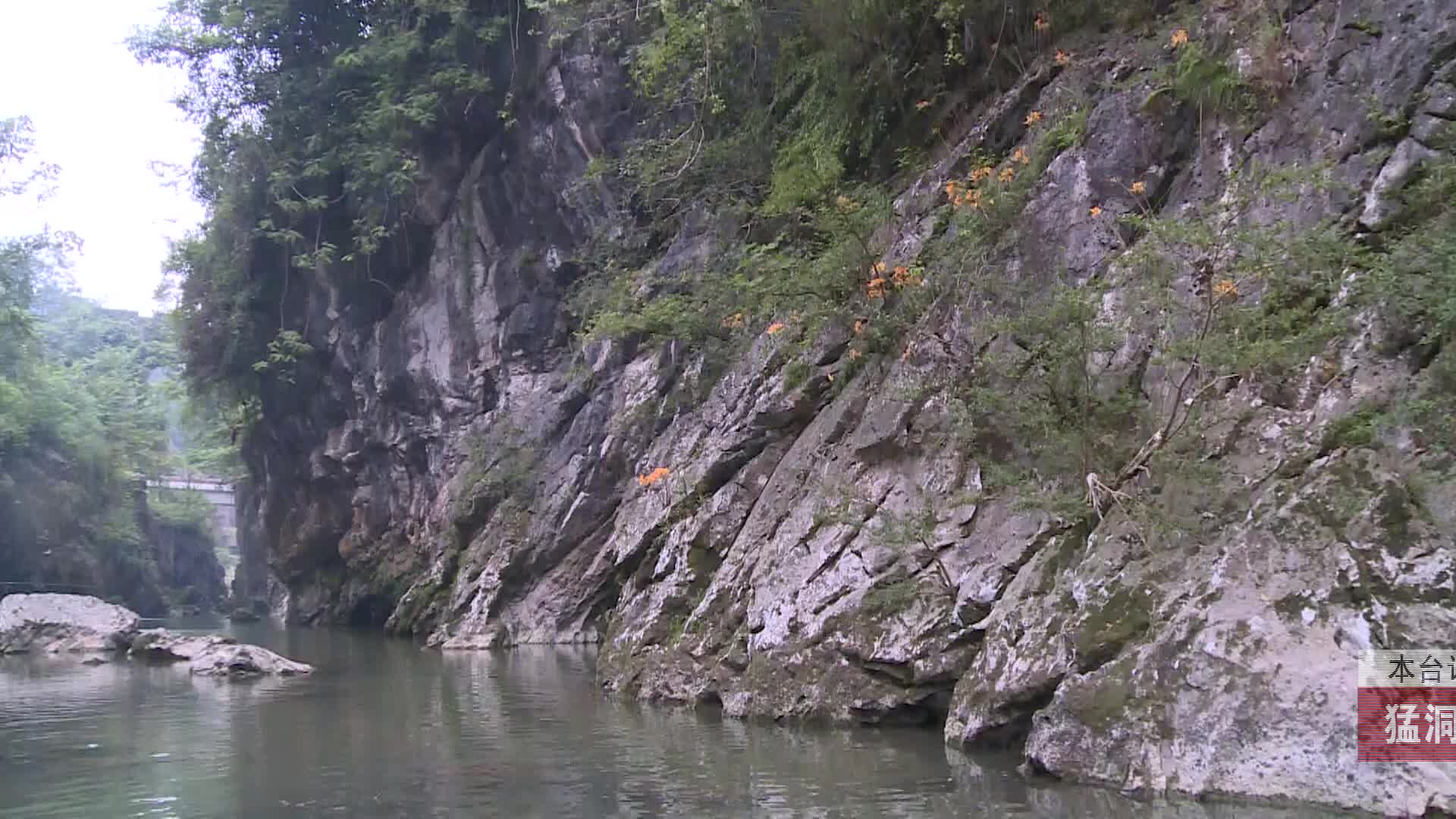 【龙山新闻】猛洞河峡谷“彼岸花”开惹人醉