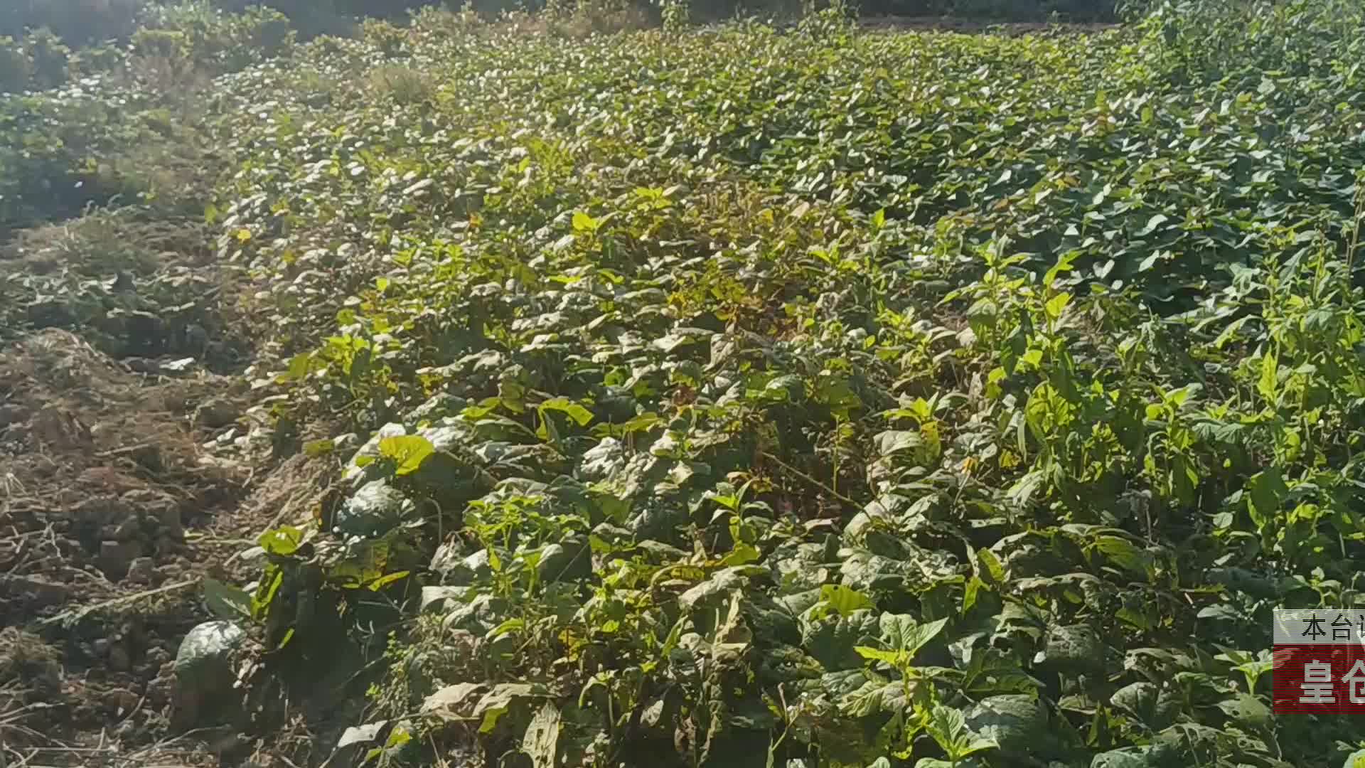 【龙山新闻】皇仓社区“地萝卜”喜获丰收