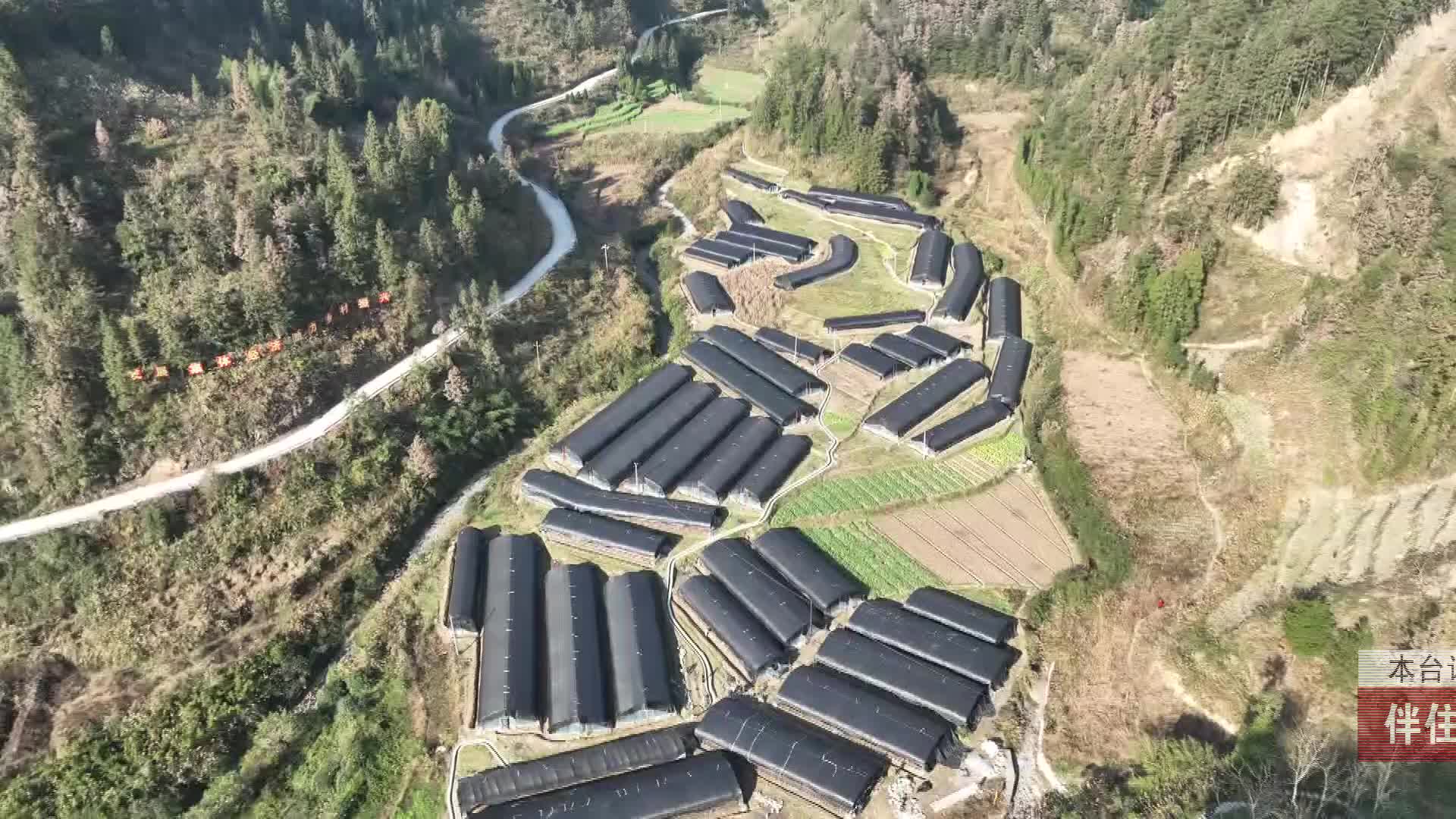 【龙山新闻】伴住村：冬种羊肚菌播撒致富新希望