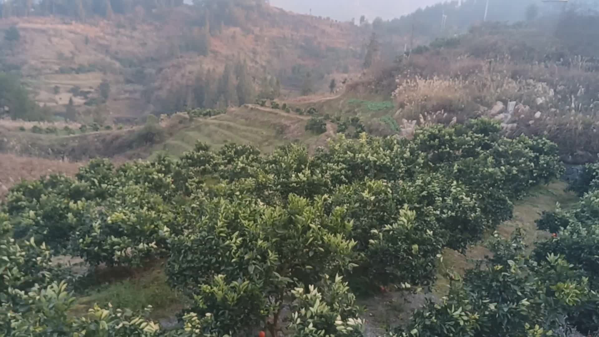 【龙山新闻】尖岩村：脐橙丰收