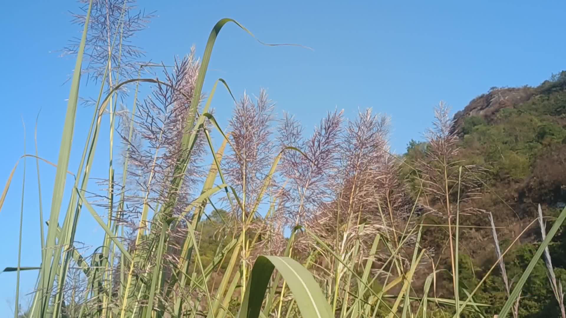 【龙山新闻】猛洞河峡谷：芒草花迎风绽放
