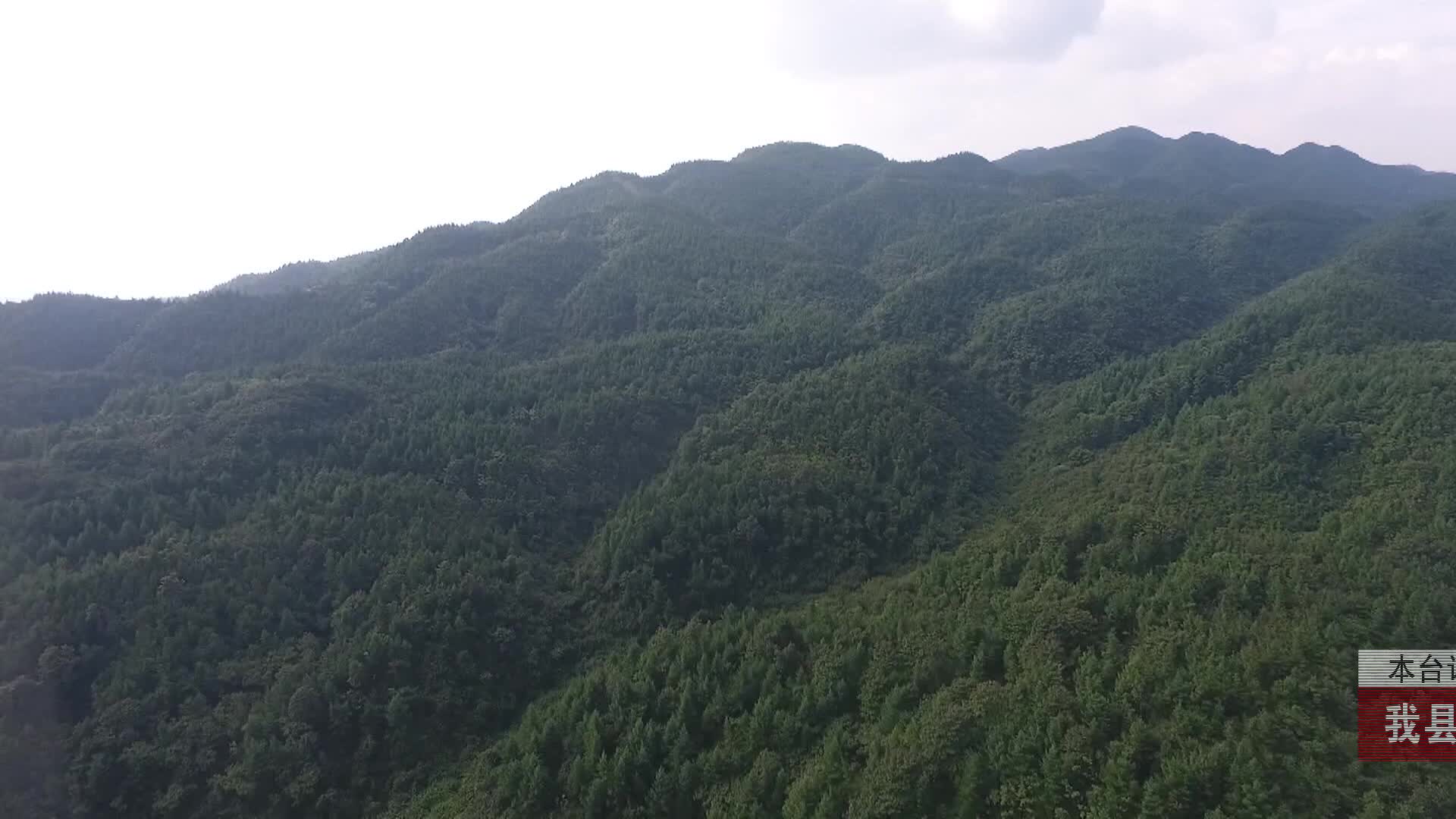 【龙山新闻】我县印家界省级自然保护区发现新记录物种日本水龙骨