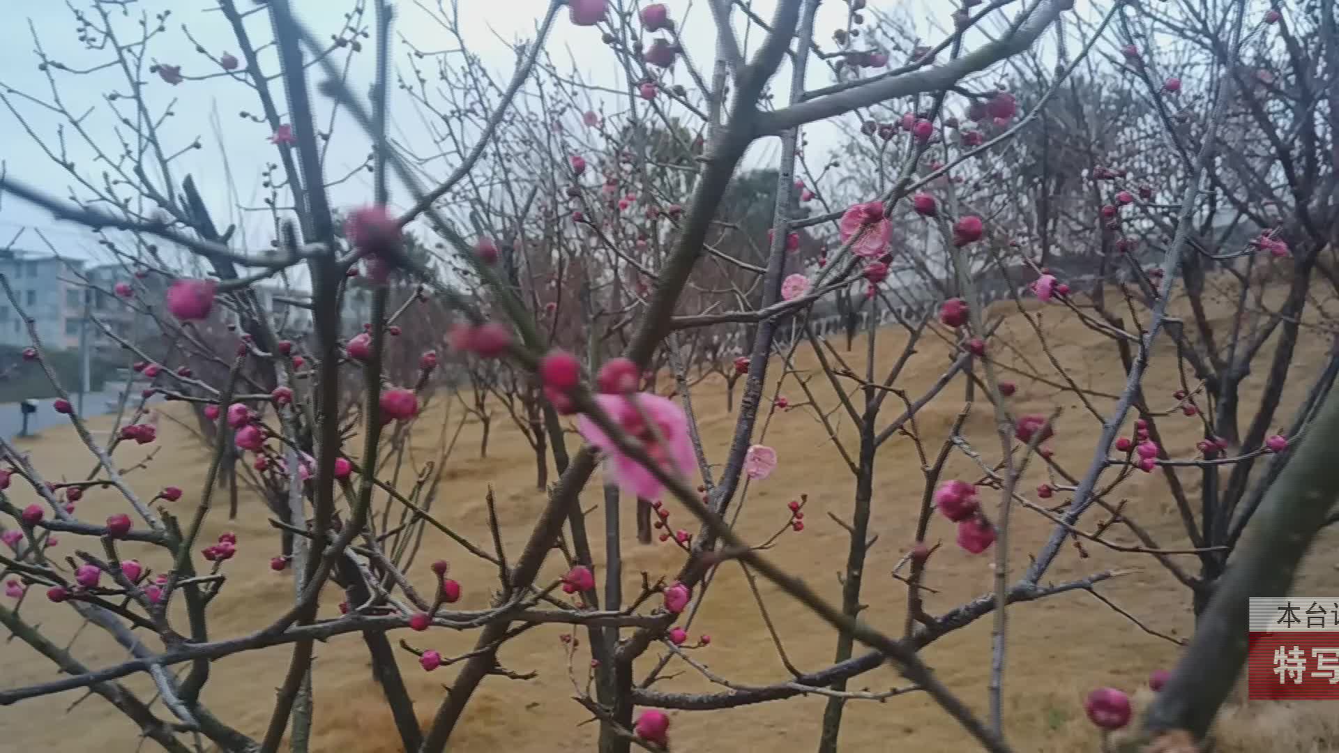 【龙山新闻】特写：“梅”景如画