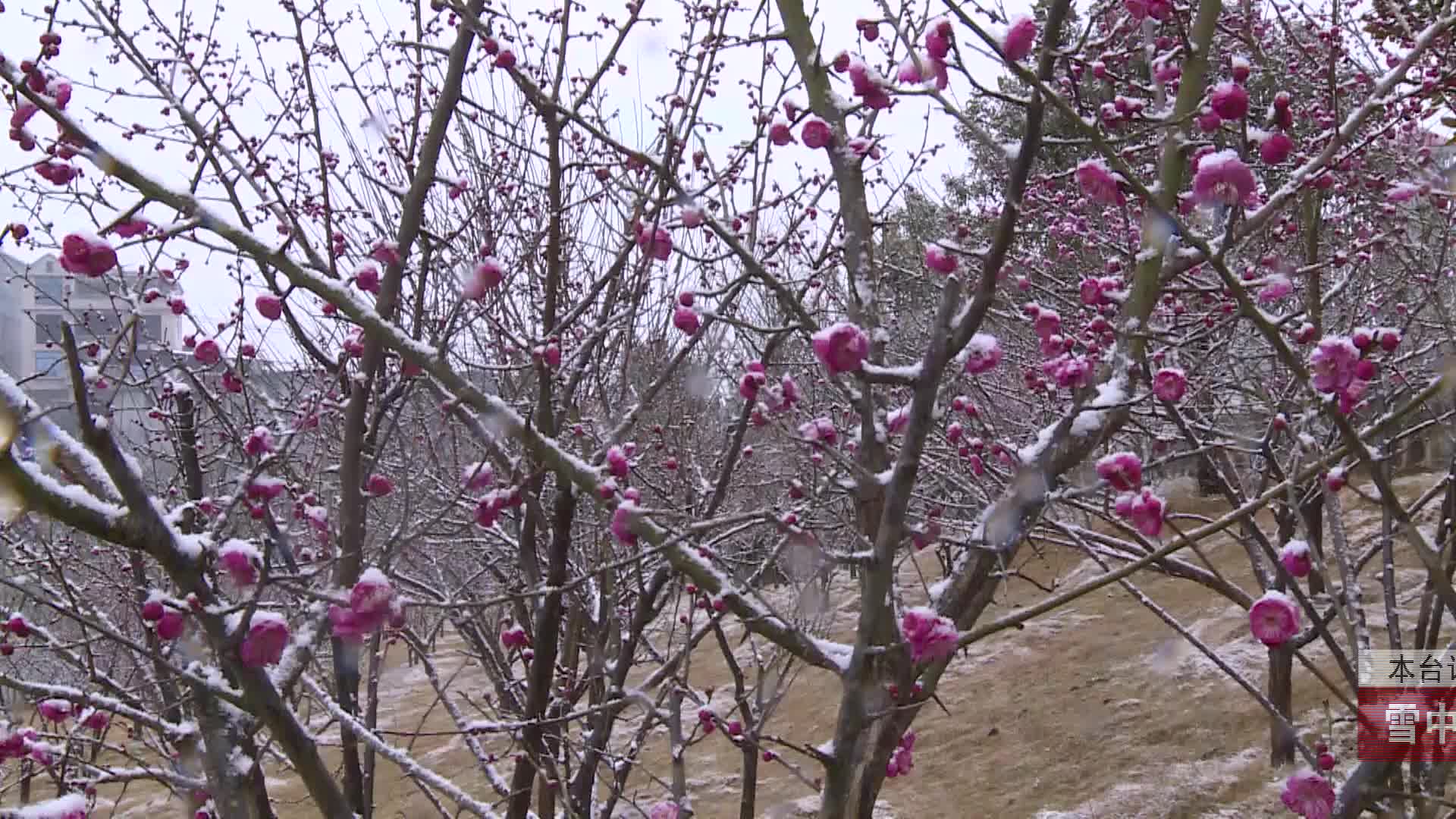 【龙山新闻】雪中寒梅绽放