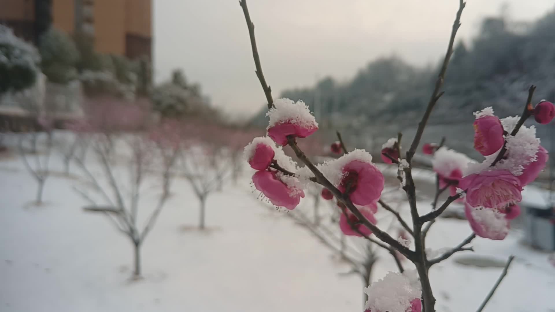【龙山新闻】立春迎春雪 银装素裹添生机