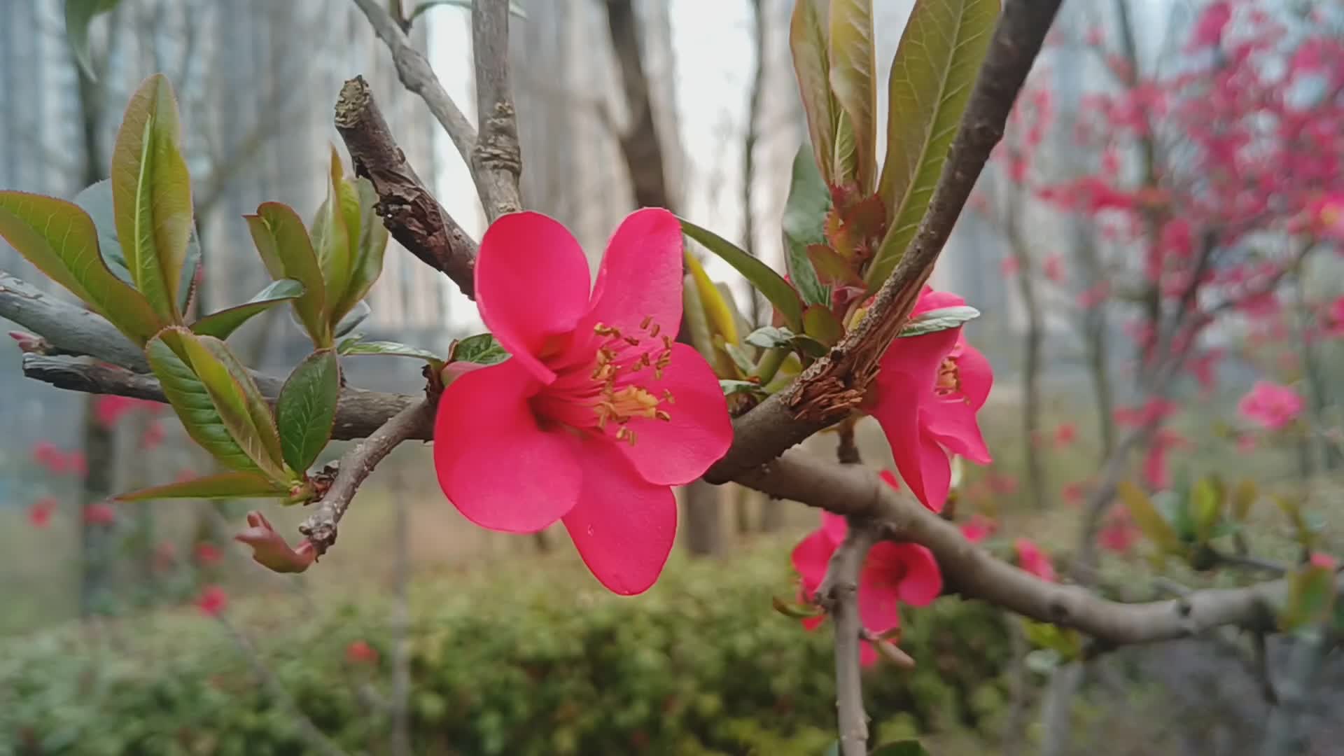 【龙山新闻】特写：春之韵