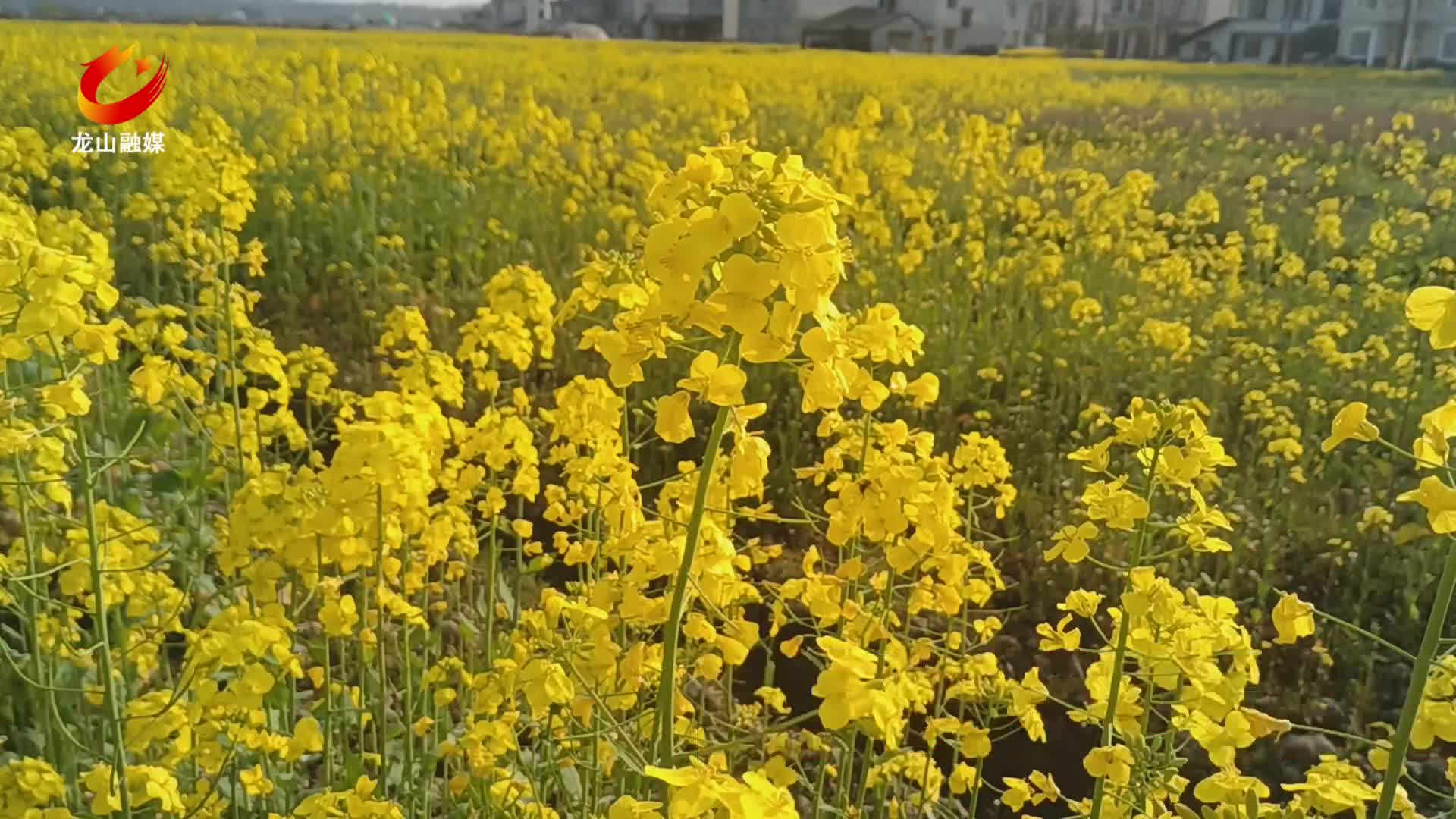 【龙山新闻】芳菲赏不尽  入眼皆是春