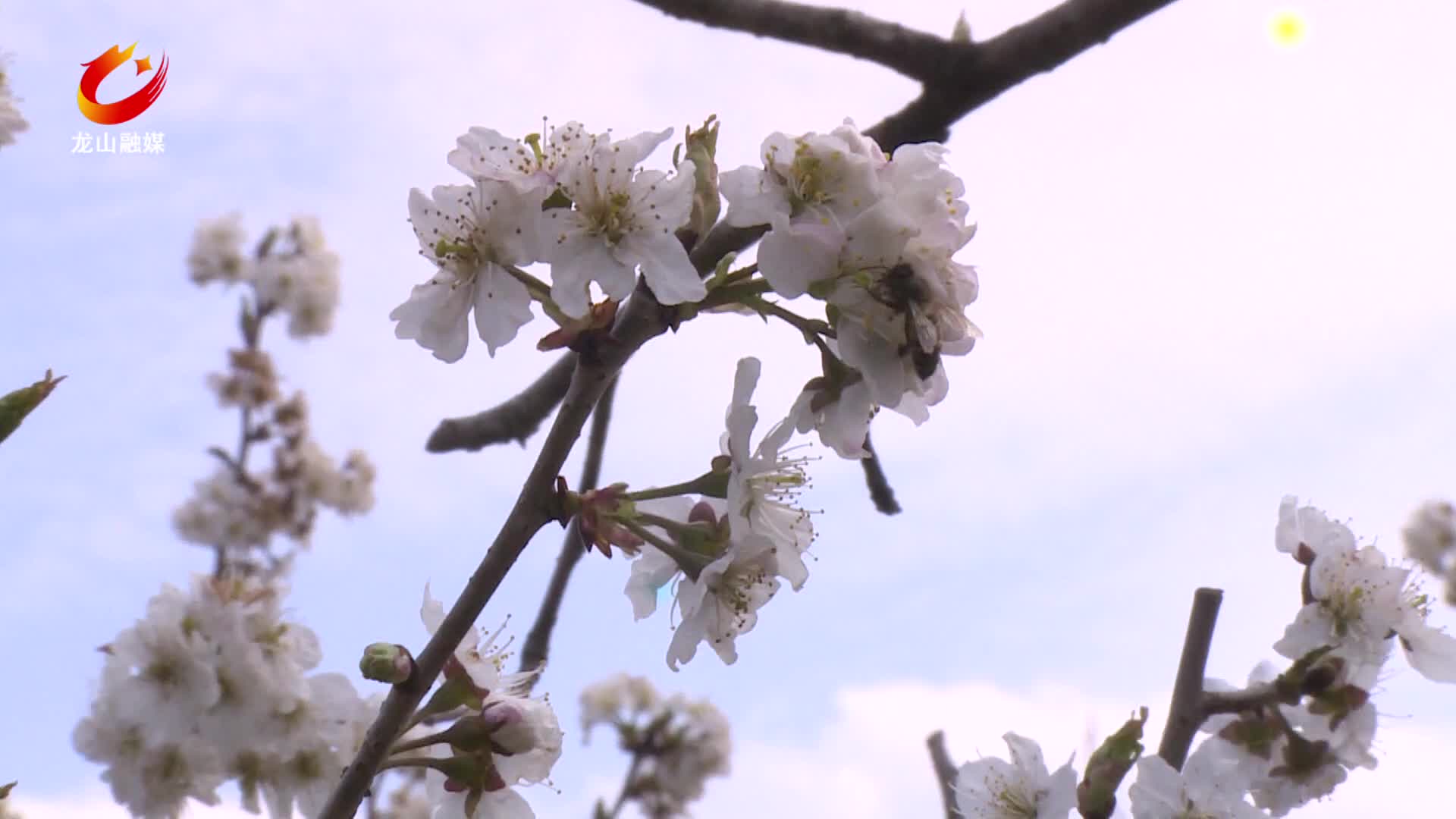 【龙山新闻】樱桃花浪漫绽放
