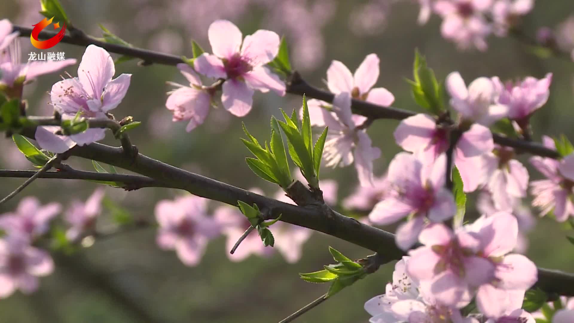 【龙山新闻】桃花迎春绽放