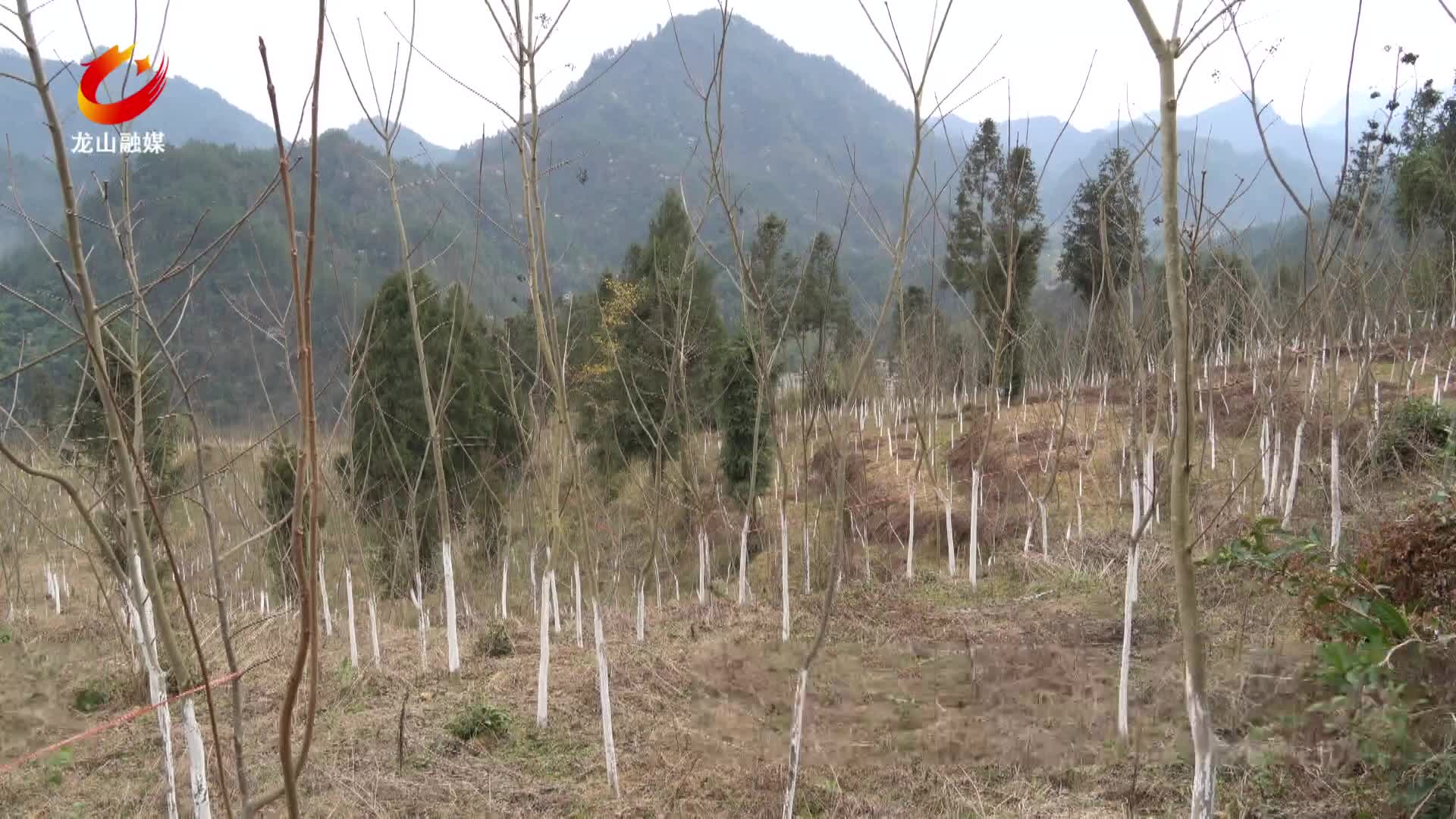 【龙山新闻】红岩溪镇：中药材黄柏长势喜人