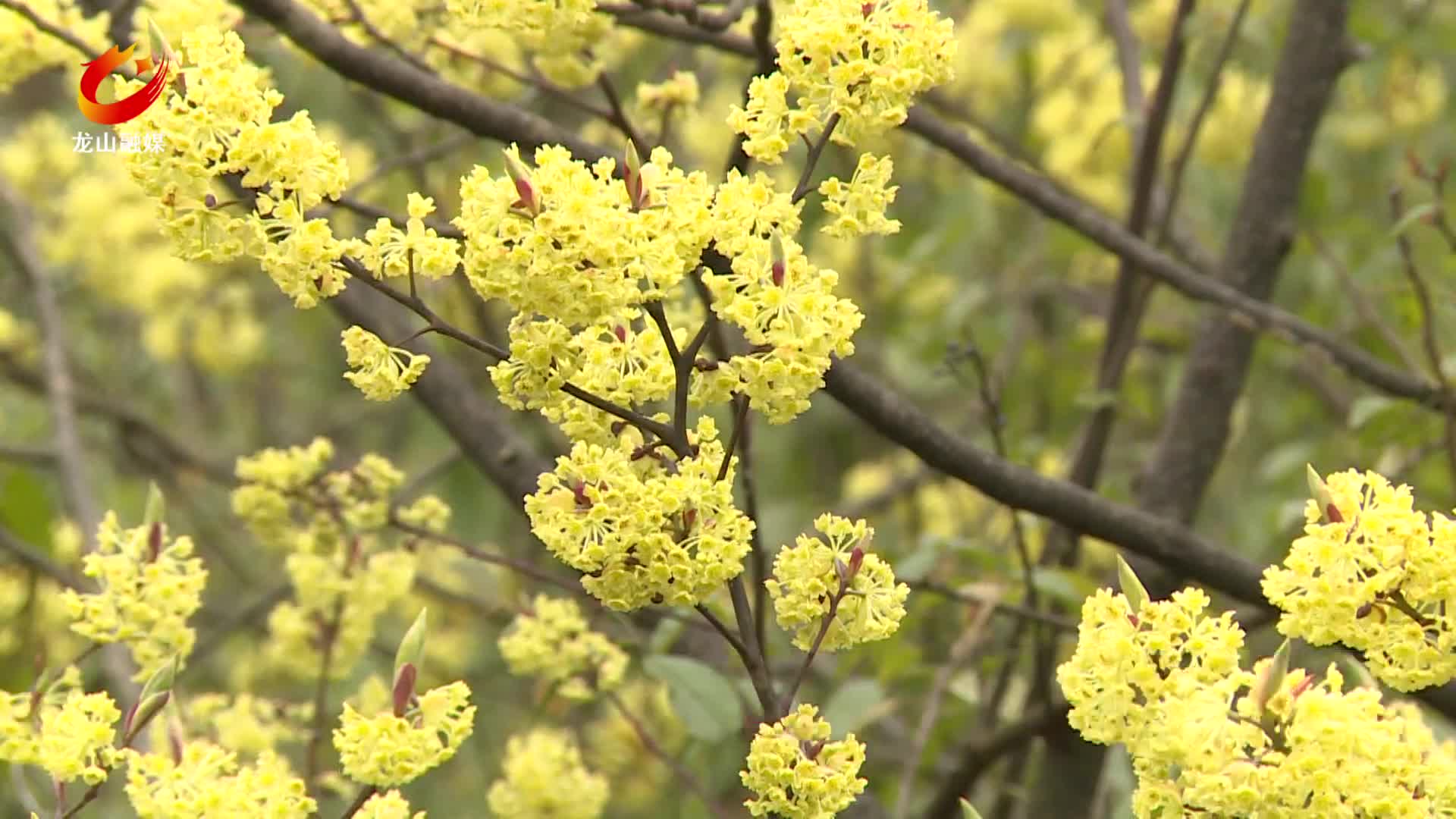 【龙山新闻】山苍子花开漫山黄