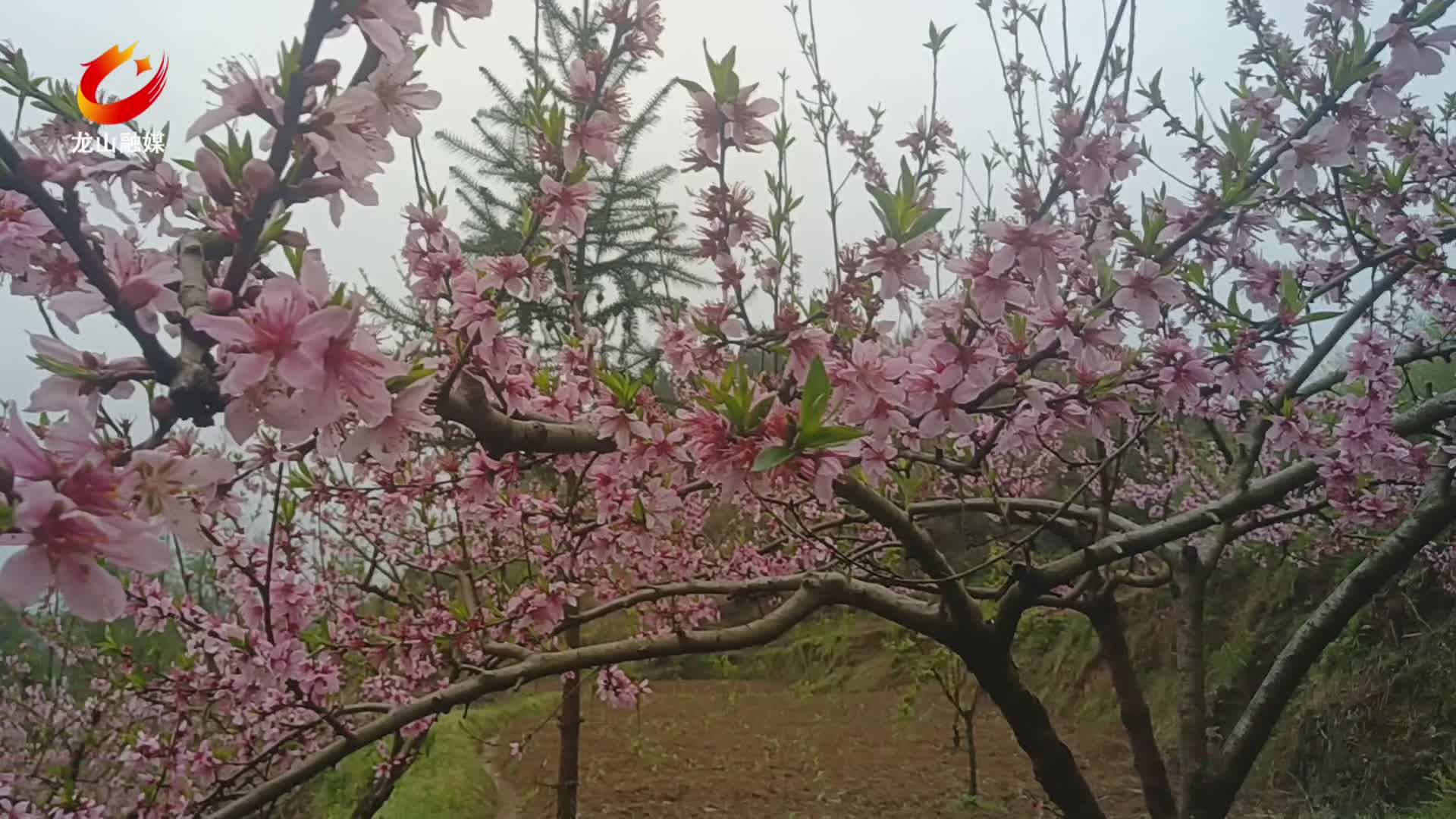 【龙山新闻】落英缤纷醉春风