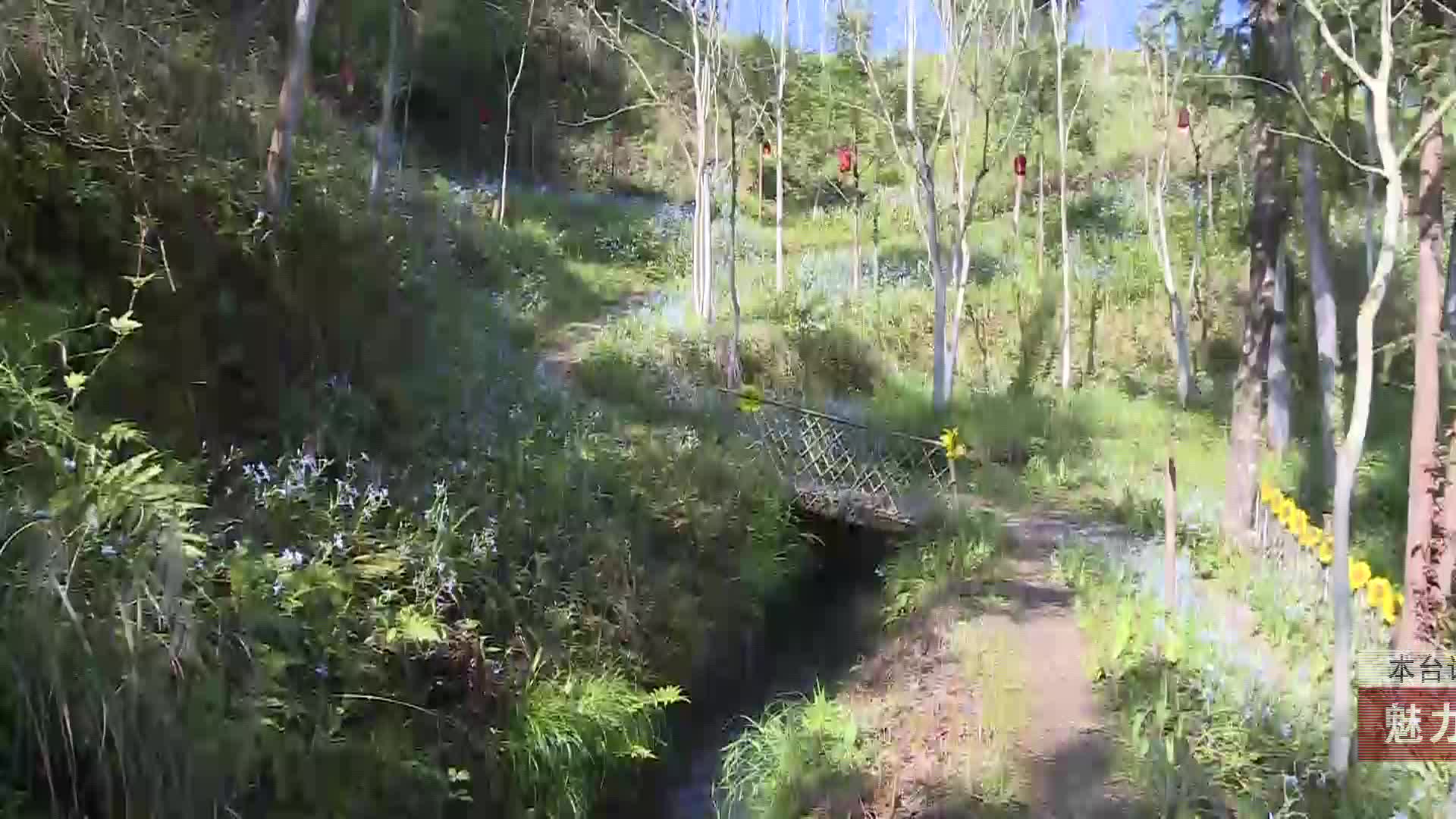 【龙山新闻】魅力龙山：春兰漫山绽放
