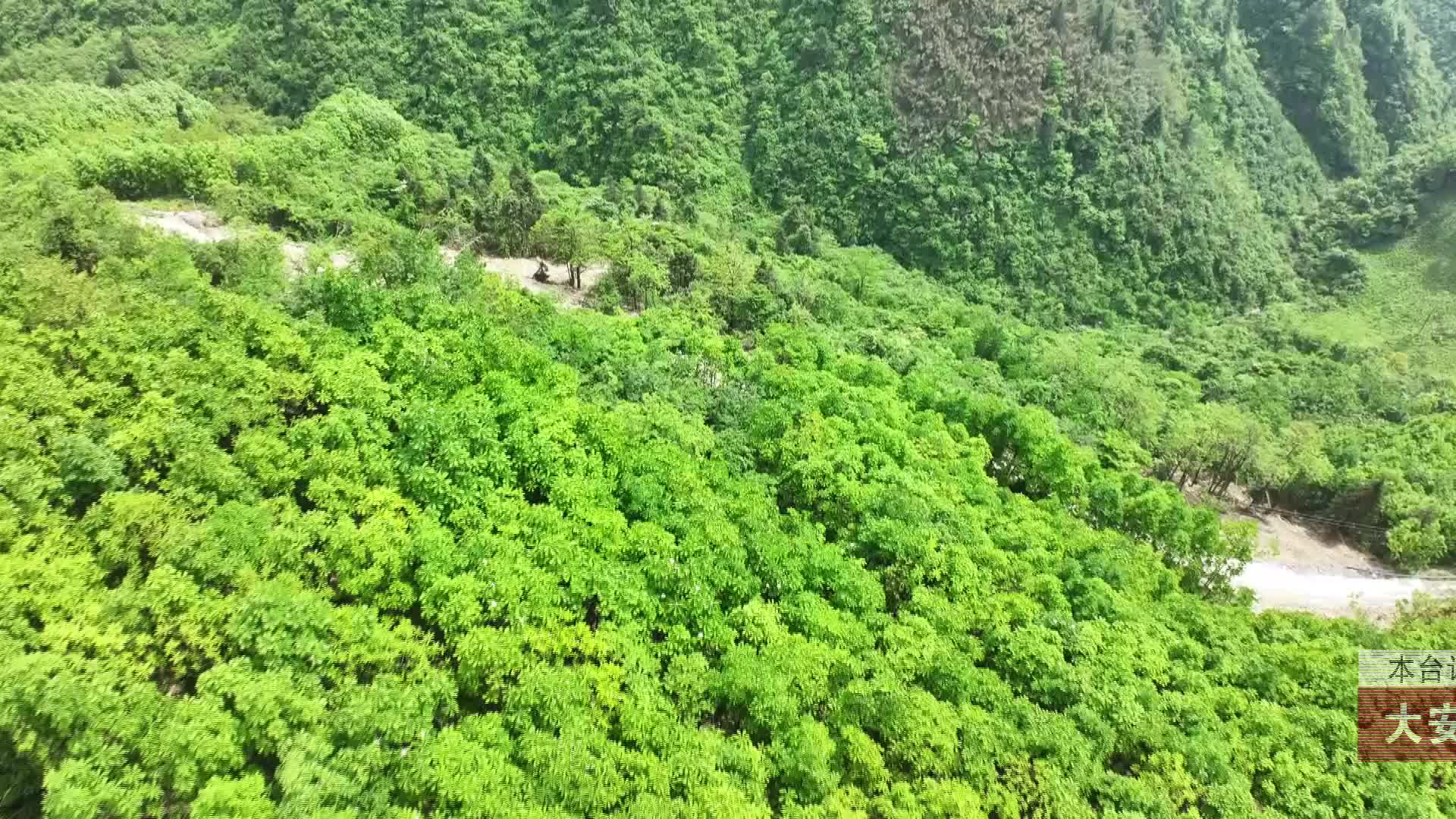 【龙山新闻】大安乡万宝村中药材产业基地为壮大村集体经济开“良方”