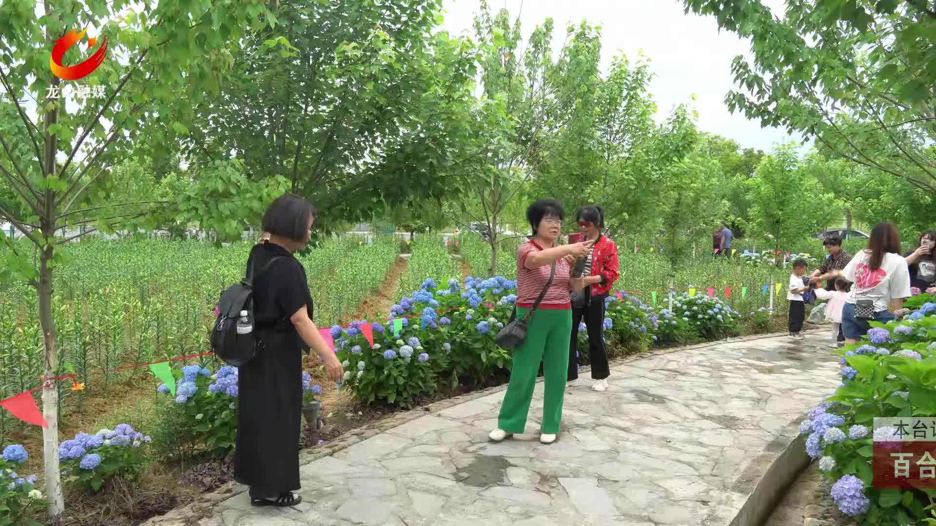 【龙山新闻】百合博览园：花开引客来