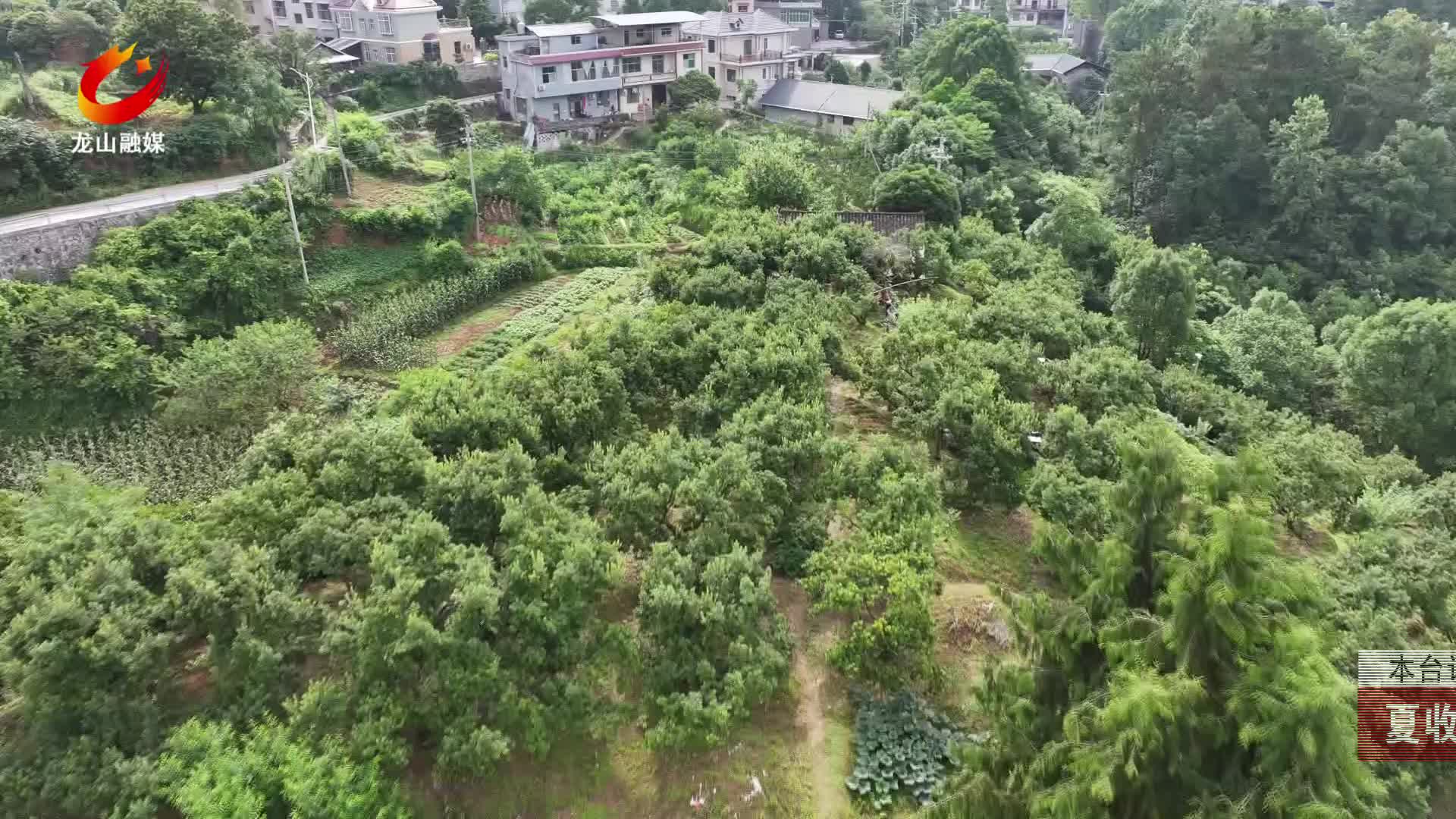 【龙山新闻】夏收时节：杨梅成熟  市民体验采摘乐趣