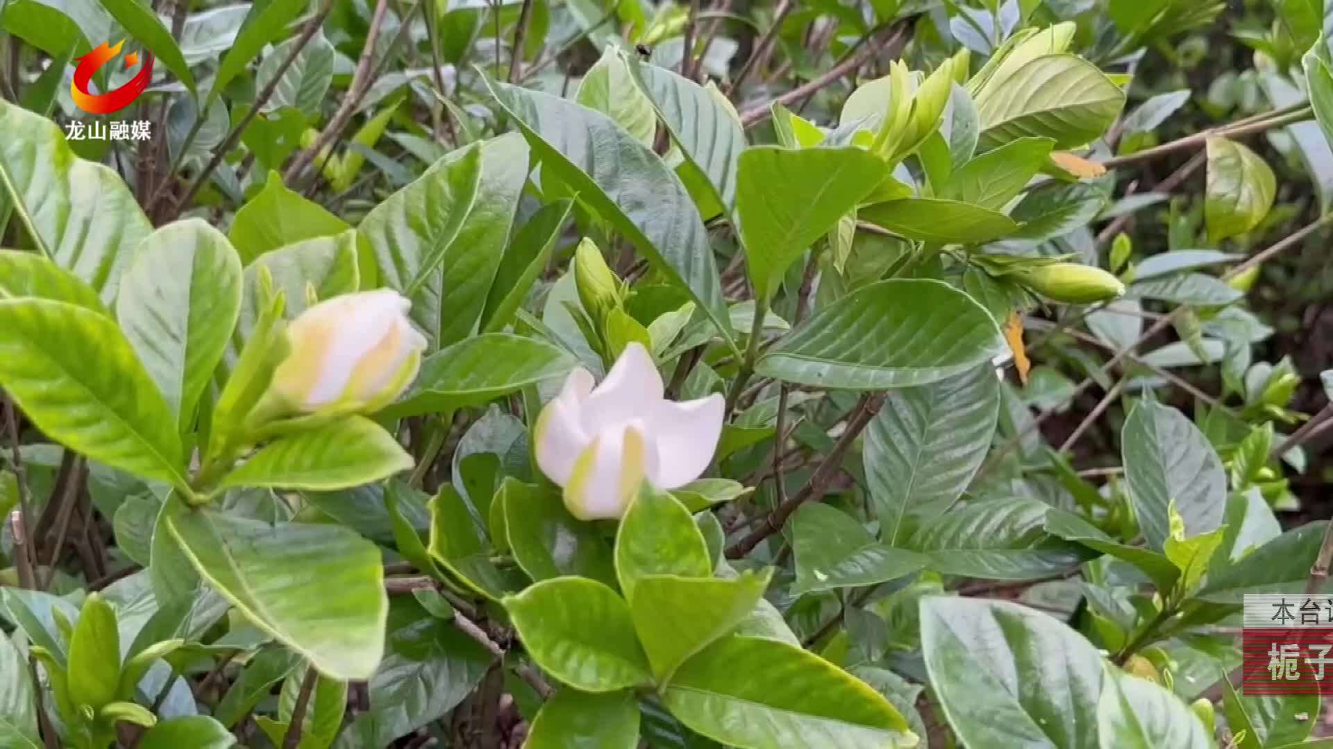 【龙山新闻】栀子花开香飘四溢