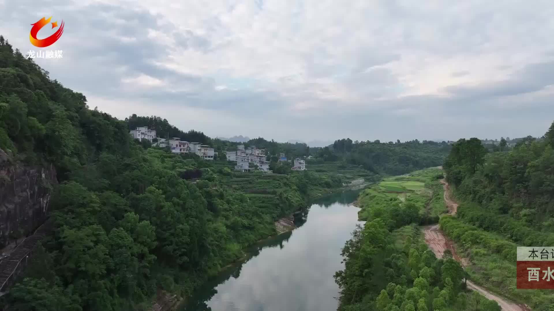 【龙山新闻】酉水河畔“照山白花”绽放