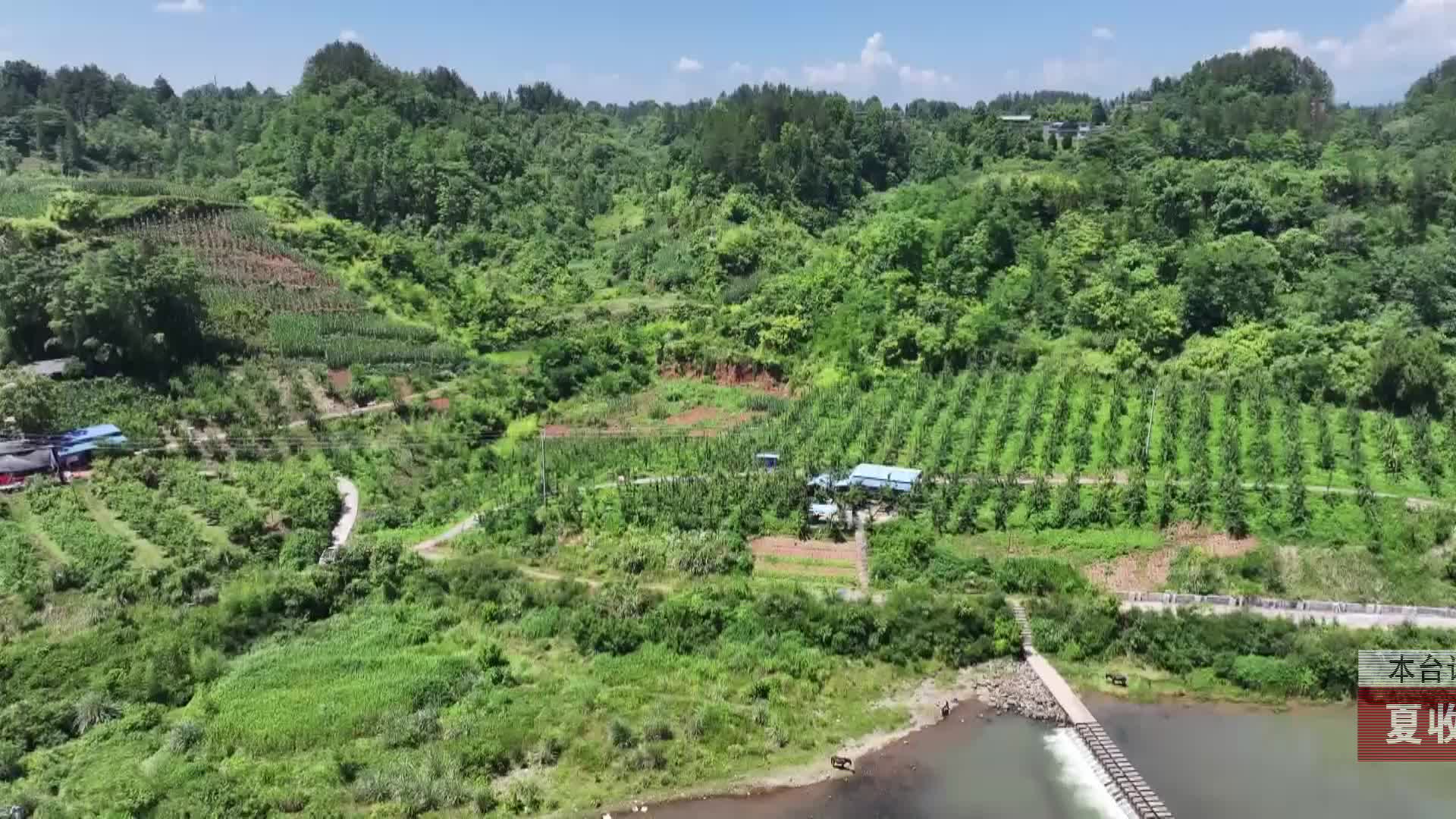 【龙山新闻】夏收时节：新品种李子成熟 市民体验采摘乐趣