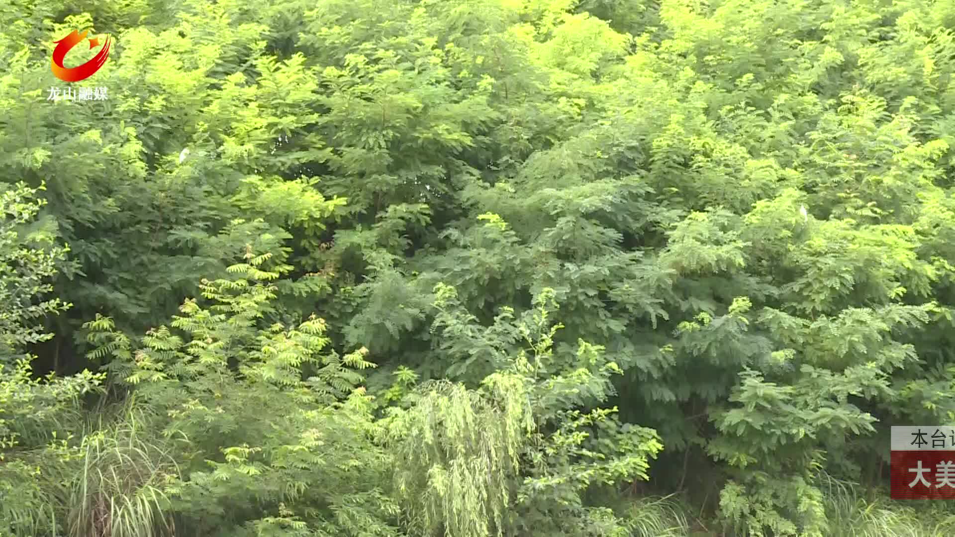 【龙山新闻】大美龙山：黄花美人蕉盛开