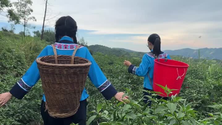 长沙帮扶龙山30年④|前仆后继书写“芙蓉牵手靛房”新故事