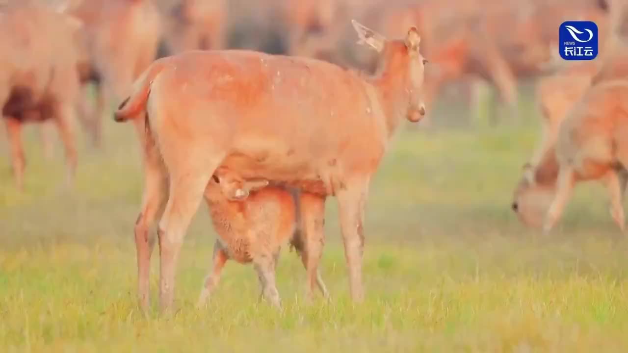 跟着总书记看中国｜奔跑吧麋鹿，奔腾吧长江！