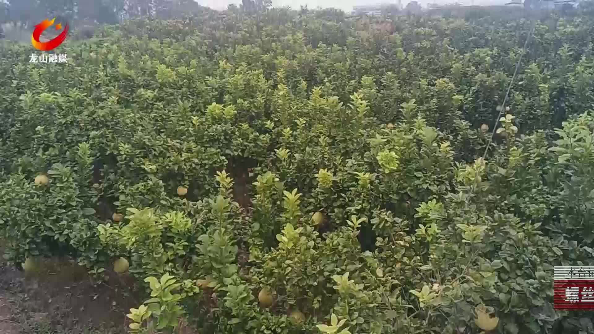 【龙山新闻】螺丝滩社区：白皮柚成熟了
